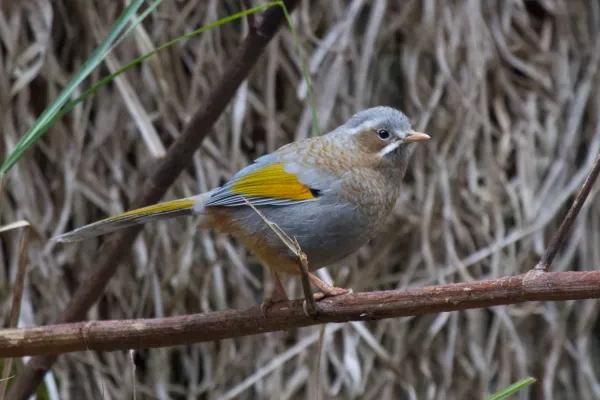 File:2014-03-28 Trochalopteron morrisonianum (White-whiskered Laughingthrush) 02.jpg