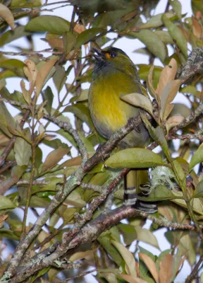 File:2014-03-29 Liocichla steerii (Steere's Liocichla) 01.jpg