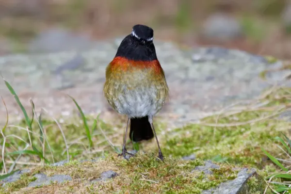 File:2014-03-28 Tarsiger johnstoniae (Collared Bush Robin) male 01.jpg