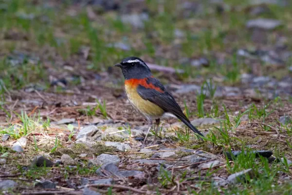 File:2014-03-28 Tarsiger johnstoniae (Collared Bush Robin) male 03.jpg