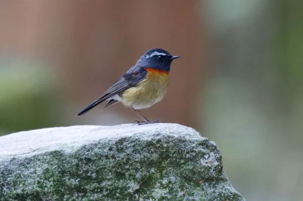 File:2014-03-28 Tarsiger johnstoniae (Collared Bush Robin) male 04.jpg