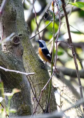 File:2014-03-27 Phoenicurus auroreus auroreus (Daurian Redstart) male.jpg