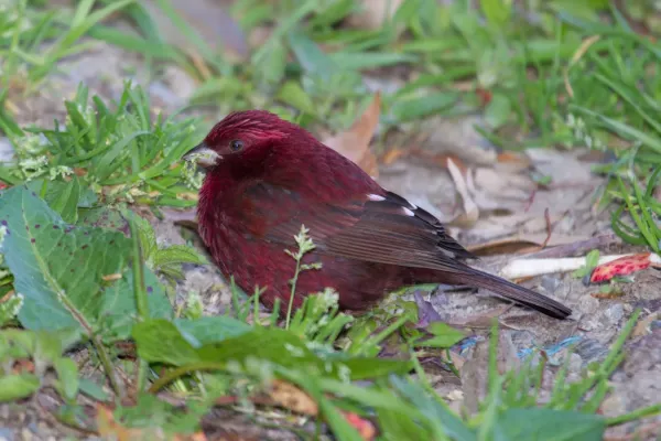 File:2014-03-29 Carpodacus formosanus (Taiwan Rosefinch) male 02.jpg