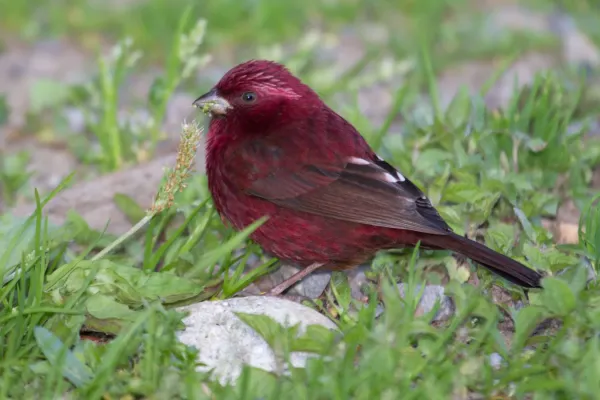 File:2014-03-29 Carpodacus formosanus (Taiwan Rosefinch) male 01.jpg