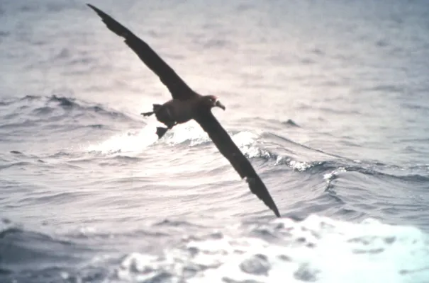 File:Black-footed albatross (Phoebastria nigripes) in flight.jpg