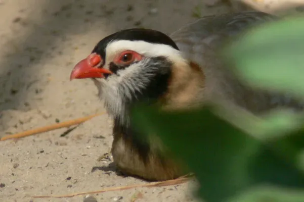 File:Alectoris melanocephala.jpg