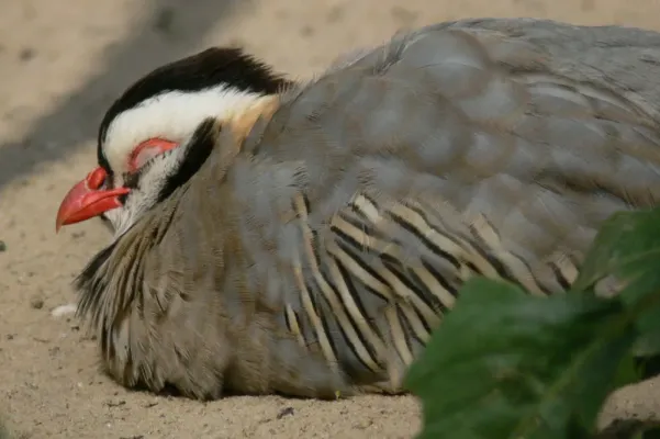 File:Alectoris melanocephala 2.jpg