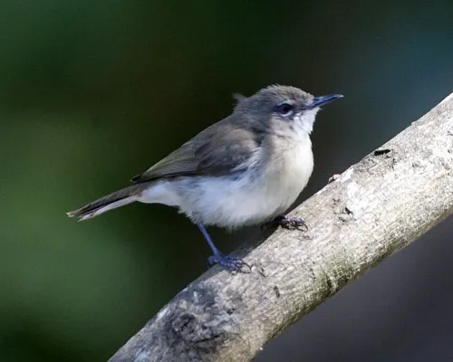 File:Gerygone magnirostris magnirostris 1.jpg