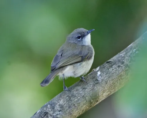 File:Gerygone magnirostris magnirostris 2.jpg
