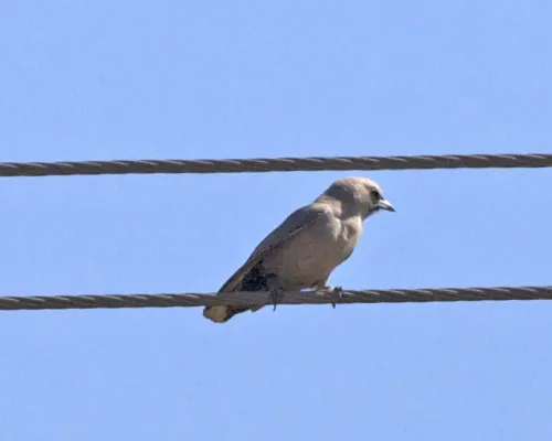 File:Artamus cinereus immature 1.jpg
