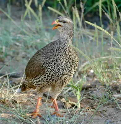 File:Natal Francolin (Pternistis natalensis) calling ... (51874000204).jpg