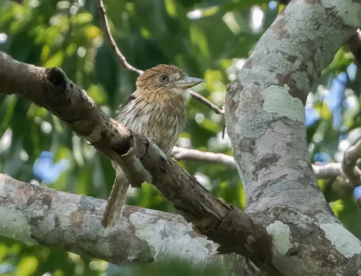 File:Nystalus striolatus - Striolated Puffbird; Nova Lacerda, Mato Grosso, Brazil.jpg