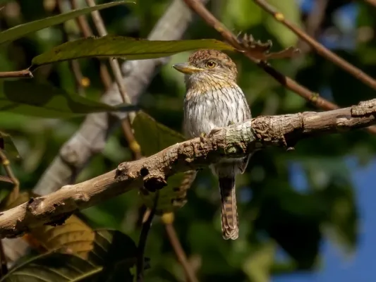 File:Nystalus striolatus torridus - Striolated Puffbird (torridus), Parauapebas, Pará, Brazil.jpg