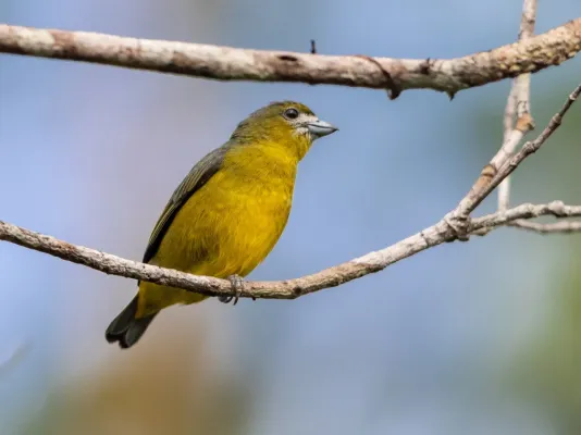 File:Euphonia chrysopasta - White-lored Euphonia; Presidente Figueiredo, Amazonas, Brazil.jpg