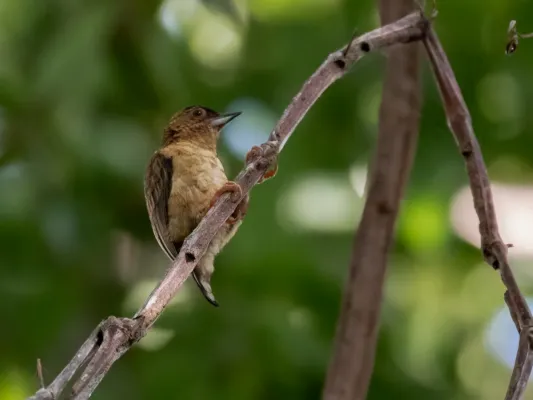 File:Picumnus fuscus - Rusty-necked Piculet (female), Pimenteiras d'Oeste, Rondônia, Brazil.jpg
