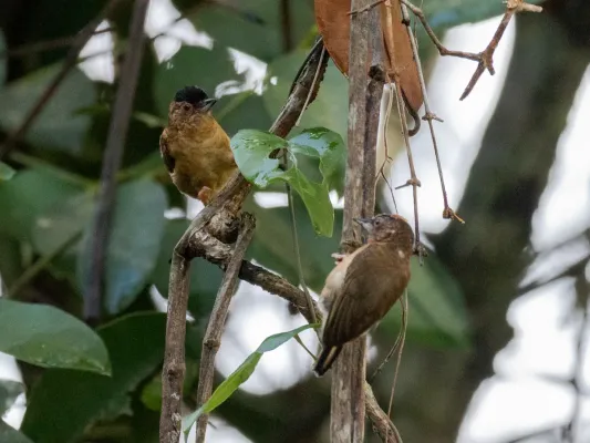 File:Picumnus fuscus - Rusty-necked Piculet (couple), Pimenteiras d'Oeste, Rondônia, Brazil.jpg