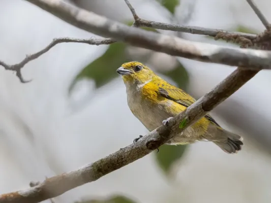 File:Euphonia cayennensis Golden-sided Euphonia (female) ; Manaus, Amazonas, Brazil.jpg