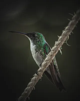 File:Plain-bellied emerald - Chrysuronia leucogaster.jpg