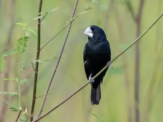 File:Sporophila maximiliani Great-billed Seed-finch (male), Mato Grosso, Brazil.jpg