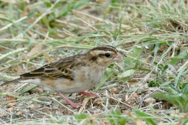 File:Village Indigobird (Vidua chalybeata) female ... (51889985745).jpg