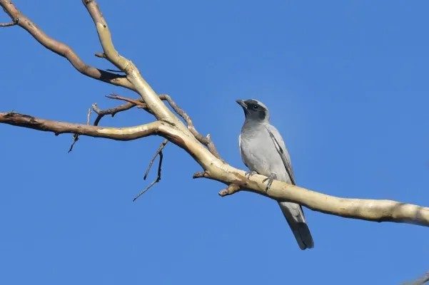 File:Black-faced cuckooshrike - Coracina novaehollandiae.jpg