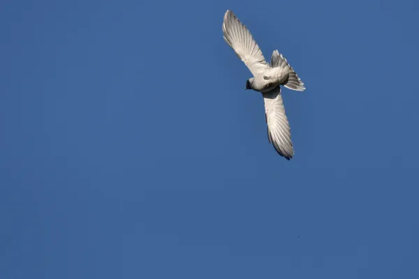 File:Black-faced cuckooshrike Coracina novaehollandiae 2.jpg