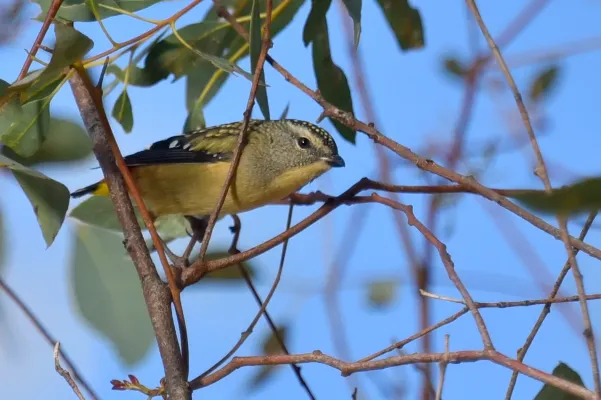 File:Spotted pardalote Pardalotus punctatus 3.jpg