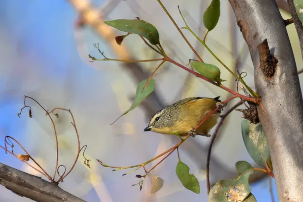 File:Spotted pardalote Pardalotus punctatus 2.jpg