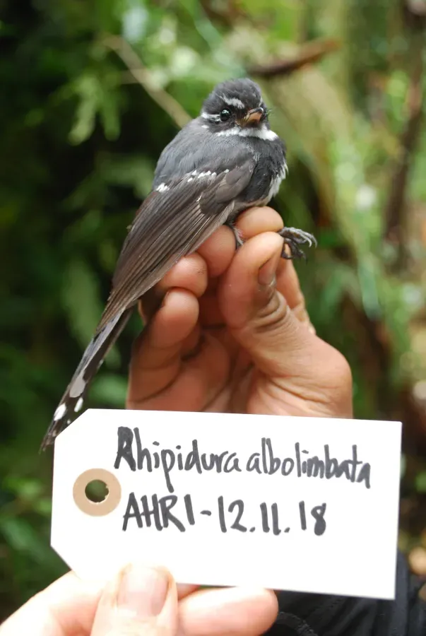 File:Rhipidura albolimbata Salvadori, 1874 collected in Papua New Guinea.jpg