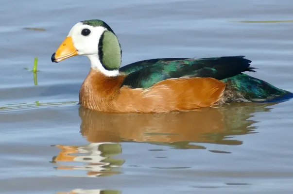 File:African Pygmy-Goose (Nettapus auritus) male ... (51901666640).jpg