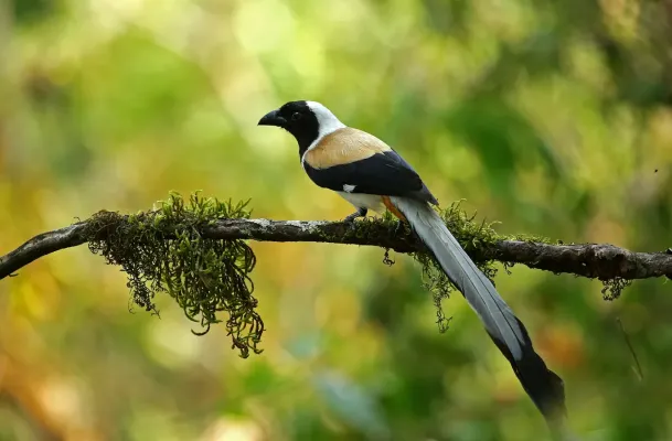 File:White-bellied treepie - Dendrocitta leucogastra).jpg