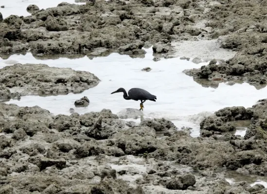 File:Pacific Reef Heron Egretta sacra by Raju Kasambe DSCN8920 01.jpg