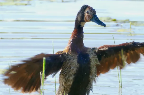 File:White-faced Whistling-Duck (Dendrocygna viduata) (51903624928).jpg
