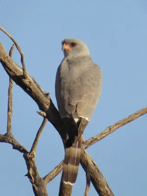 File:2021-04-08 Micronisus gabar, Mokala National Park, South Africa 2.jpg