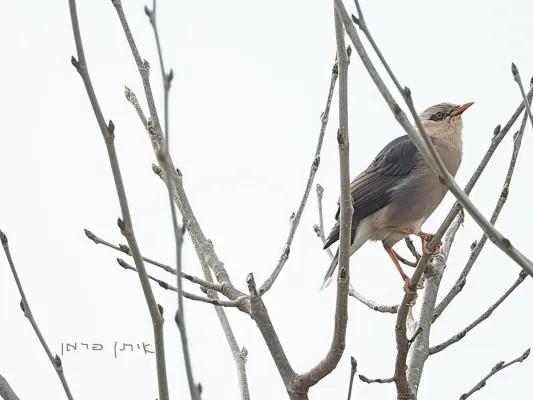 File:Acridotheres burmannicus זרזיר בורמזי 1.jpg