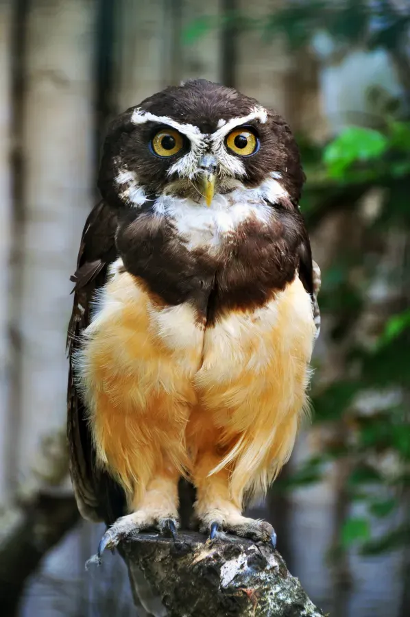File:Pulsatrix perspicillata - Weltvogelpark Walsrode 2010.jpg