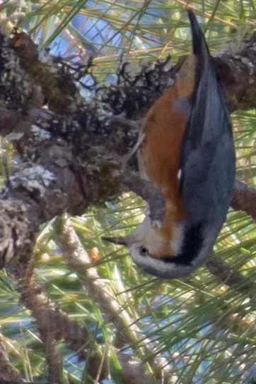 File:Sitta victoriae 63645080.jpg