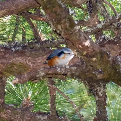 File:Sitta victoriae 63645071.jpg