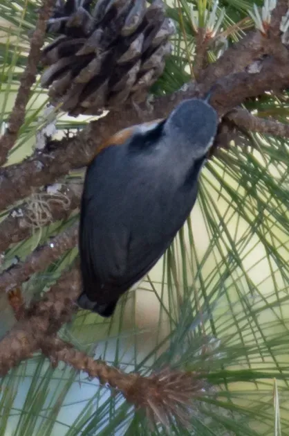 File:Sitta victoriae 63645077.jpg