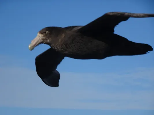 File:Riesensturmvogel (Macronectes giganteus)2.jpg