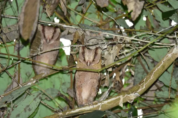 File:Phodilus assimilis 132558699.jpg