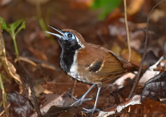 File:Myrmoderus ferrugineus 107978862.jpg