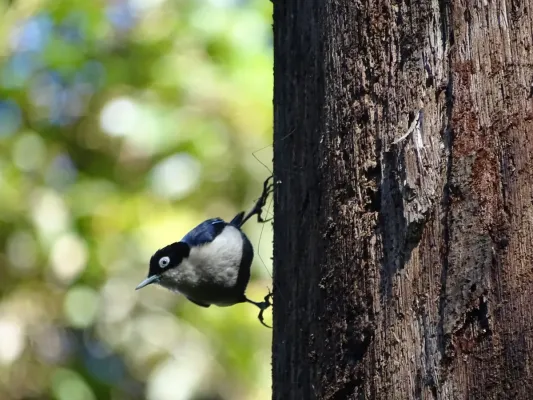 File:Sitta azurea 103434266.jpg