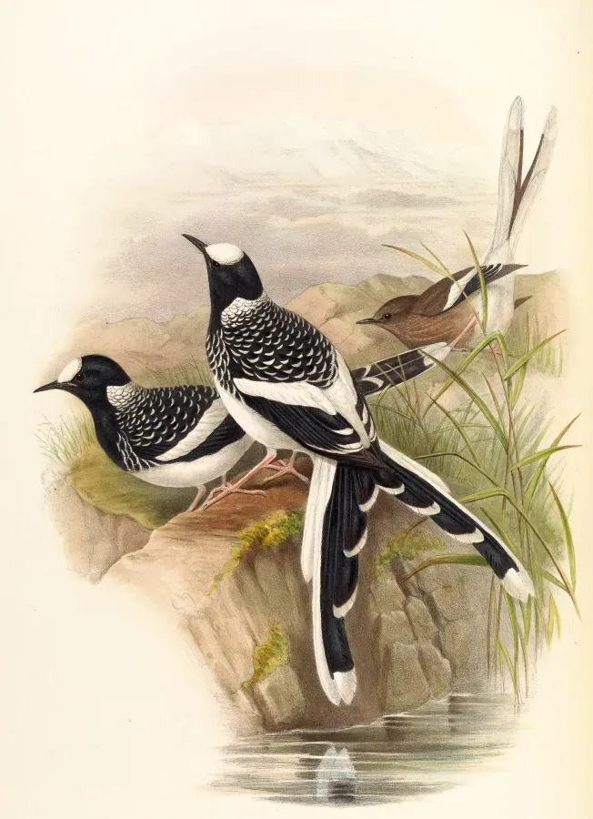 File:Enicurus maculatus.jpg