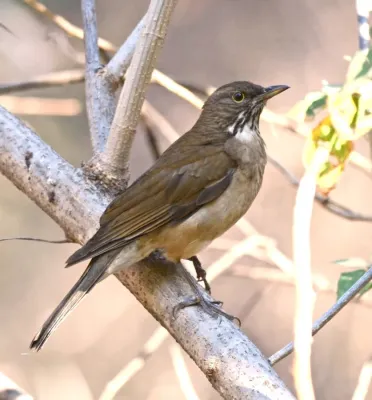 File:Mirlo Garganta Blanca, White Throated Thrush, Turdus assimilis (13362733943), crop.jpg