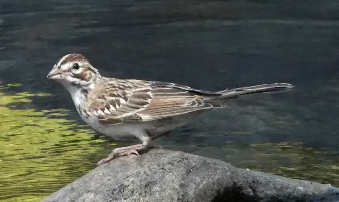 File:Chondestes grammacus ssp. strigatus.jpg