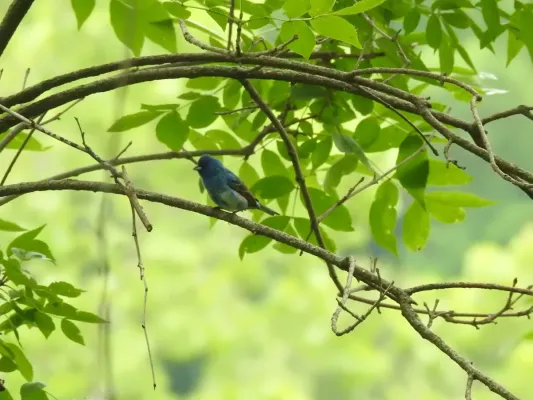 File:Passerina amoena × cyanea.jpg