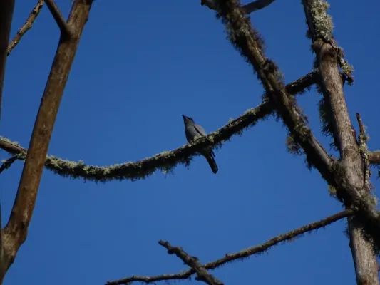 File:Coracina larvata larvata 103356358.jpg