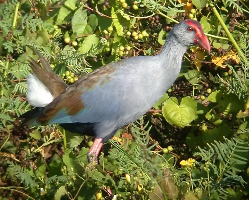 File:Philippine Swamphen Porphyrio pulverulentus, Luzon (15903511383) (cropped).jpg