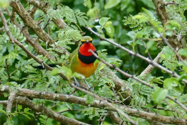 File:Gorgeous Bushshrike (Telophorus viridis quadricolor) (51940361244).jpg